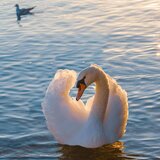 Αρσενικός κύκνος θρηνεί το ταίρι του, έξω από κέντρο περίθαλψης στην Καστοριά