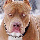 "Mου έφαγε το παιδί μου": Συγκλονίζει ο πατέρας του 2χρονου μετά τη φονική επίθεση από το πίτμπουλ