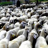 Λασίθι: Πατέρας και γιοι με... "πλούσιο" παρελθόν στις ζωοκλοπές 