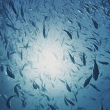 Ψάρια… μετανάστες «τρομοκρατούν» τους ψαράδες στις ελληνικές θάλασσες