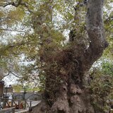 "Καμπανάκι" κινδύνου για τον αιωνόβιο πλάτανο στο Κράσι 