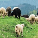 Στο "σημείο - μηδέν" η Κτηνοτροφία στην Κρήτη - Έκτακτη γενική συνέλευση 