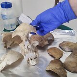 Ομαδικός τάφος στο Άδελε: Για πρώτη φορά, οι συγγενείς θα αναγνωρίσουν τους νεκρούς τους!