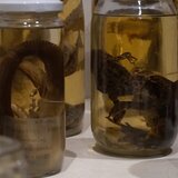 Τι κοινό έχουν ένα δεινοθήριο, ένας σκορπιός και μία ταραντούλα; Ανήκουν στις συλλογές του Μουσείου Φυσικής Ιστορίας Κρήτης!