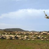 ΟΠΕΚΕΠΕ: «Άλλαζαν τα αγροτεμάχια σαν τα πουκάμισα»