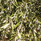 Καταστράφηκαν οι ελιές: Έμειναν μόνο το... κουκούτσι και ο φλοιός!