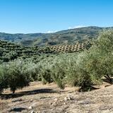 Χανιά: Συνελήφθη ο 57χρονος που τραυμάτισε συγχωριανό του σε καυγά για αγροζημιές