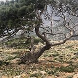 Ζωοκτονία και επίθεση σε κτηνοτρόφο: προτεραιότητα της ΕΛ.ΑΣ οι δύο υποθέσεις