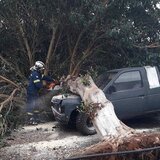 Ξεριζώθηκε το δέντρο κι έπεσε πάνω στο αυτοκίνητο!