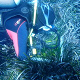 Χάνουμε και τα λιβάδια Ποσειδωνίας; Τι λένε στο Cretalive επιστήμονες του ΕΛΚΕΘΕ