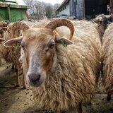 Έγινε γκέλα στου… Κέλλα κι έφυγαν οι κτηνοτρόφοι!