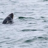 Αίγυπτος: Νεκρός ξένος τουρίστας από επίθεση καρχαρία