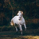 Μυτιλήνη: Συνελήφθη για αμέλεια ο ιδιοκτήτης των αλόγων που συγκρούστηκαν με αυτοκίνητο