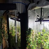 Ηράκλειο: Σε μπελάδες νεαρά αδέρφια για την υδροπονική καλλιέργεια και τα τρία κιλα χασίς - φωτογραφίες