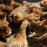 Κότες και κατσίκες σε ταράτσα στους Αμπελόκηπους