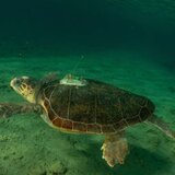 Οι δορυφορικοί πομποί του ΑΡΧΕΛΩΝ στην προστασία των θαλάσσιων χελωνών