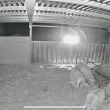 Μεσσαρά: Βρήκε κριούς χωρίς ενώτια στον βοσκότοπο του, κάλεσε την Αστυνομία και τελικά βρέθηκε κατηγορούμενος για ζωοκλοπή!