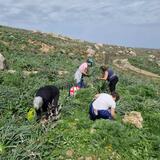 Τα άγρια βρώσιμα χόρτα και η αξιοποίησή τους στις παραδοσιακές Κρητικές συνταγές