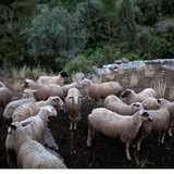 Προληπτικά μέτρα για την ευλογιά των προβάτων στην Κρήτη: απαγορεύεται η είσοδος ζώων στο νησί