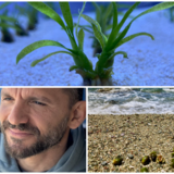 Πάτε παραλία; Τον νου σας για καρπούς Ποσειδωνίας!