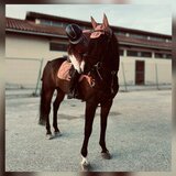 Σημαντική διάκριση για την Ηρακλειώτισσα αθλήτρια ιππασίας, Ραφαέλα Κουμουλά!