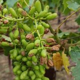 "Ρήμαξε" καλλιέργειες η βροχή και το χαλάζι - Φωτογραφίες