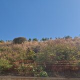 Ξερά χόρτα «πνίγουν» τα εμβληματικά Ενετικά Τείχη - video, photos