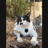 Χανιά: Η viral γάτα που έγινε τοποθεσία στο Google Maps και λατρεύεται σαν... Θεός στο TikTok 