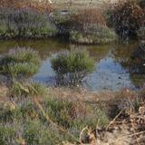 Καλαμοκανάδες: Όχι ένα αλλά δύο ζευγάρια από αυτό το πανέμορφο πτηνό επέλεξαν την Κρήτη για την αναπαραγωγή τους!