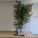 Μεσαρά: Χειροπέδες σε 40χρονο για τα δενδρύλλια και τους σπόρους κάνναβης