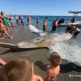 Ν. Κρήτη: Προβληματισμός για τον εκβρασμό 5 συνολικά ζιφιών- Τι λέει στο Cretalive επιστήμονας του ΕΛΚΕΘΕ