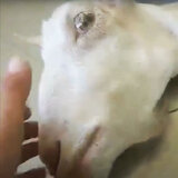 Φρίκη στην Ηλεία: Πέταξαν κοντά στο φράγμα του Αλφειού ζωντανή κατσίκα που είχε ακρωτηριαστεί λόγω παστουρώματος