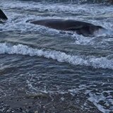 Μαζικός εκβρασμός φαλαινοειδών στη Νότια Κρήτη- Σε κινητοποίηση οι αρχές! Δείτε βίντεο