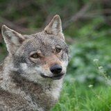 Συναγερμός στη Χαλκιδική: Εντολή για απομάκρυνση του λύκου που δάγκωσε παιδί