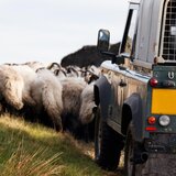 Δύο κλοπές αγροτικών, μια ζωοκλοπή και μια σύλληψη