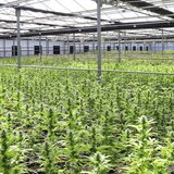 Χασισοφυτεία: συνελήφθησαν ιδιοκτήτης και ενοικιαστής, αναζητούν τους «αθέατους»