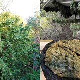 Μαλεβίζι: Εικόνες από την "βιοτεχνία" αποξήρανσης κάνναβης που εντόπισαν οι αστυνομικοί