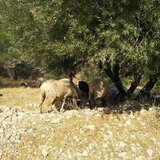 Λασίθι: Στα χέρια της ΕΛ.ΑΣ ο κτηνοτρόφος που είχε γίνει "φόβος και τρόμος" των καλλιεργειών 