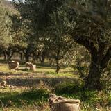 ΟΠΕΚΕΠΕ: Στα 69 εκ. ευρώ, μέχρι στιγμής, η «μαύρη τρύπα» από τις παράνομες επιδοτήσεις!