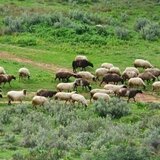 Μυτιλήνη: Επιστολή της Περιφέρειας Β. Αιγαίου στον πρωθυπουργό και στο υπ. Αγροτικής Ανάπτυξης και Τροφίμων, για τα προβλήματα από τον αφθώδη πυρετό
