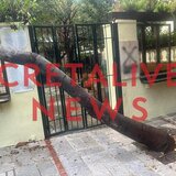 Πτώση δέντρου στο κέντρο του Ηρακλείου - Φωτογραφίες & βίντεο