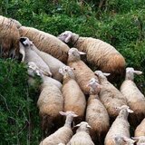 Φουλ έλεγχοι σε κτηνοτρόφους στα χωριά της Κρήτης