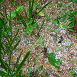 Μετρούν ζημιές οι παραγωγοί από τη χαλαζόπτωση - Τι λέει στο Cretalive ο Δ/ντής του ΕΛΓΑ Κρήτης