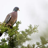Φάσσα: Για 1η φορά είχαμε αναπαραγωγή του είδους στην «καρδιά» της πόλης του Ηρακλείου!