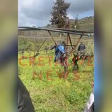 Ηράκλειο: Μεγάλη η καταστροφή στους αμπελώνες από το χαλάζι - Τί έδειξε η αυτοψία του ΕΛΓΑ- Βίντεο και φωτογραφίες