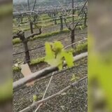 Ηράκλειο: "Πληγωμένα" τα αμπέλια από το χαλάζι - Εμφανέστατη η ζημιά στον ανθό