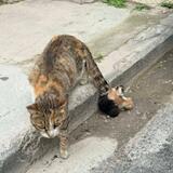 Κτηνωδία στον Βόλο: Έδεσαν τα νεογέννητα γατάκια στην ουρά της γάτας - Φωτογραφίες