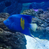 Ένα αγγελόψαρο… κόβει βόλτες στα νερά της Νότιας Κρήτης- Τι κατέγραψαν οι επιστήμονες