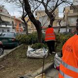 Ηράκλειο: Συνεχίζονται οι παρεμβάσεις συντήρησης και καλλωπισμού του πρασίνου