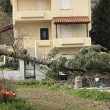 Πτώσεις δέντρων και κομμένα καλώδια στο Οροπέδιο λόγω των ισχυρών ανέμων